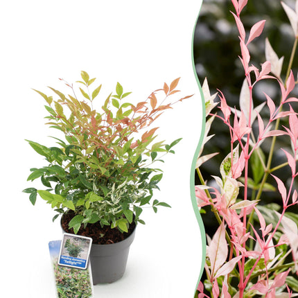 Heiliger Bambus Nandina Twilight – 17cm Höhe ca.45cm – Immergrün & farbwechselnd – Bunt rosa Laub – Pflegeleichter dekorativer Zierstrauch