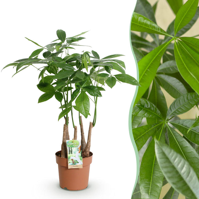 Pachira Aquatica Mehrstamm – 50-55cm – 17cm – Pflegeleichter Geldbaum – Grüne Zimmerpflanze für Wohnzimmer, Büro & Schlafzimmer