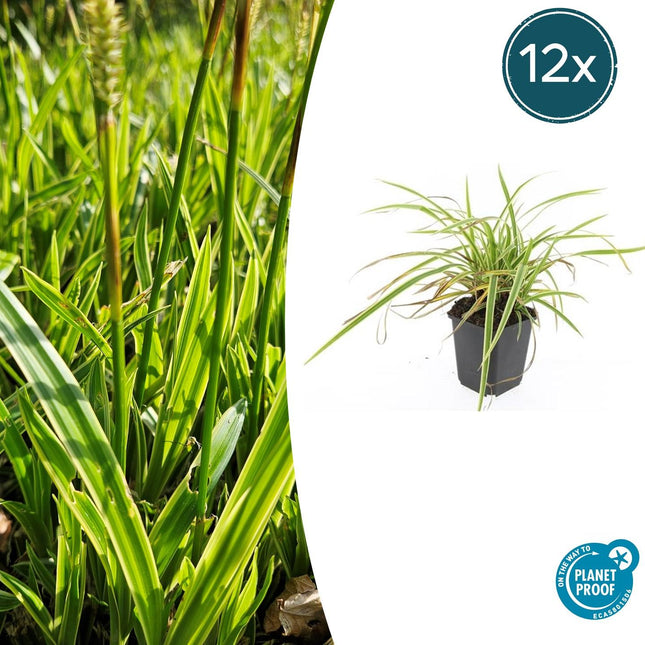 Goldrand-Segge Carex morrowii 'Aureovariegata' – ↕10-25cm – Ø9cm – 12 Pflanzen – Immergrünes Ziergras – Winterhart & pflegeleicht – Für Schatten & Halbschatten