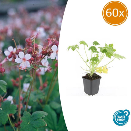Felsen-Storchschnabel Geranium macrorrhizum 'Spessart' – Winterharter Bodendecker – 60 Pflanzen – Ø9 cm – Höhe 10-25 cm – Weiße Blüten & grünes Laub – Ideal für Steingärten & Beete