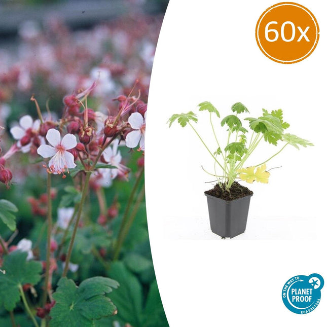 Felsen-Storchschnabel Geranium macrorrhizum 'Spessart' – Winterharter Bodendecker – 60 Pflanzen – Ø9 cm – Höhe 10-25 cm – Weiße Blüten & grünes Laub – Ideal für Steingärten & Beete