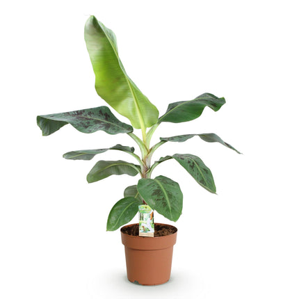 Bananenpflanze Musa acuminata Dwarf Cavendish – 70-75cm – 21cm – pflegeleicht