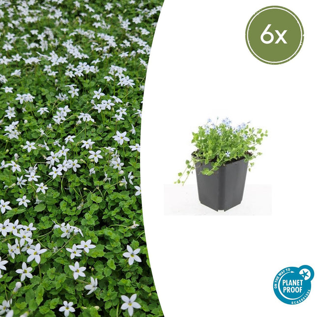Weißer Bubikopf Isotoma fluviatilis 'Alba' – ↕10-25cm – Ø9cm – 6 Pflanzen – Bodendecker, Winterhart, Pflegeleicht, Weiße Blüten, Halbschatten geeignet