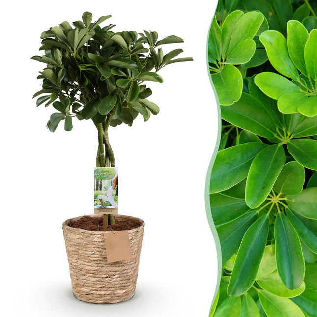 Schefflera Nora – 70-80cm – 21cm inkl. Naturkorb – Pflegeleichter Fingerbaum – Glänzende Grünpflanze für Wohnzimmer, Büro & Schlafzimmer