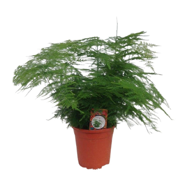 Asparagus setaceus – Zier – Spargel Asparagus – Farn – Ø17cm ↕45cm – Elegante Zimmerpflanze mit feinem, federartigem Laub