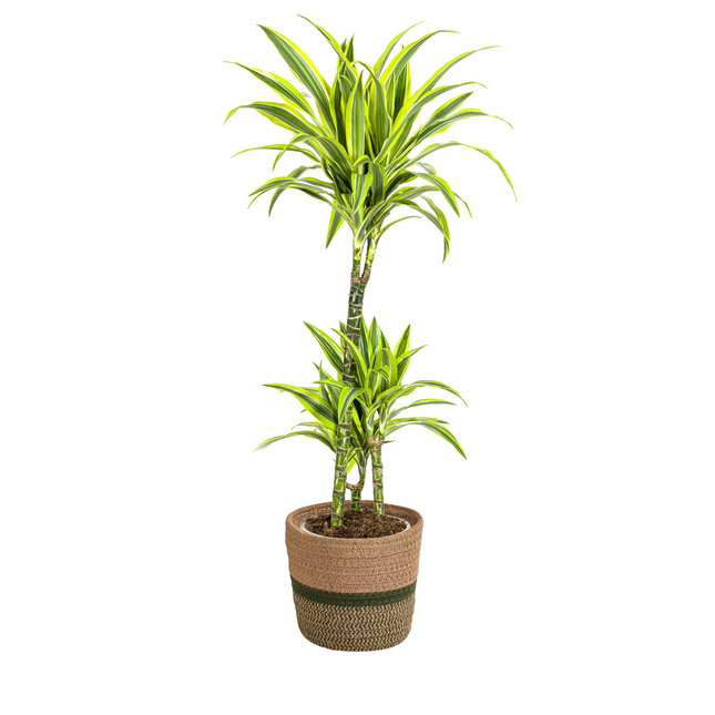 Dracaena Deremensis Lemon Lime inkl. Naturkorb – Höhe 90-110cm Ø21cm – Tropische Zimmerpflanze mit zweifarbigem Blattwerk – Ideal für Zuhause & Büro
