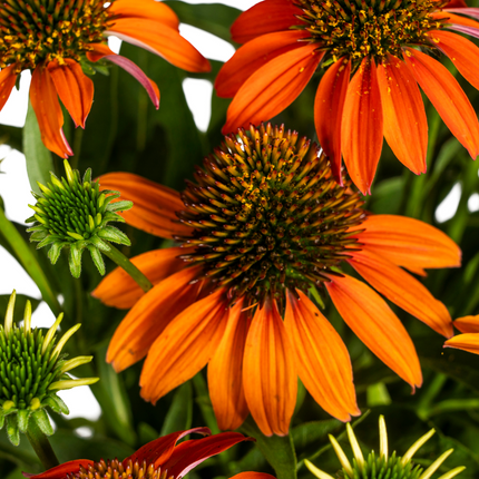 Echinacea purpurea Orange – Sonnenhut mit orangefarbenen Blüten – Ø 19 cm – Höhe 60–70 cm – Staudenpflanze – Für Beet & naturnahe Gärten – Sonniger Standort – Pflegeleicht