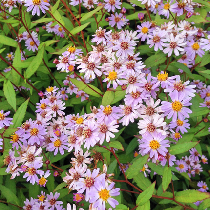 Kalimeris incisa Blue Star – 6 Pflanzen – Ø9cm – Höhe 10-25cm – Winterharte Staude – Hellblaue Blüten – Pflegeleicht für Beet, Steingarten & Naturgarten