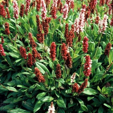 Schneckenknöterich Persicaria affinis. 'Darjeeling Red' – 24 Pflanzen – Lebhaftes Rot- bis Rosablaub – Pflegeleichte, farbenfrohe Staude – Sonne bis Halbschatten