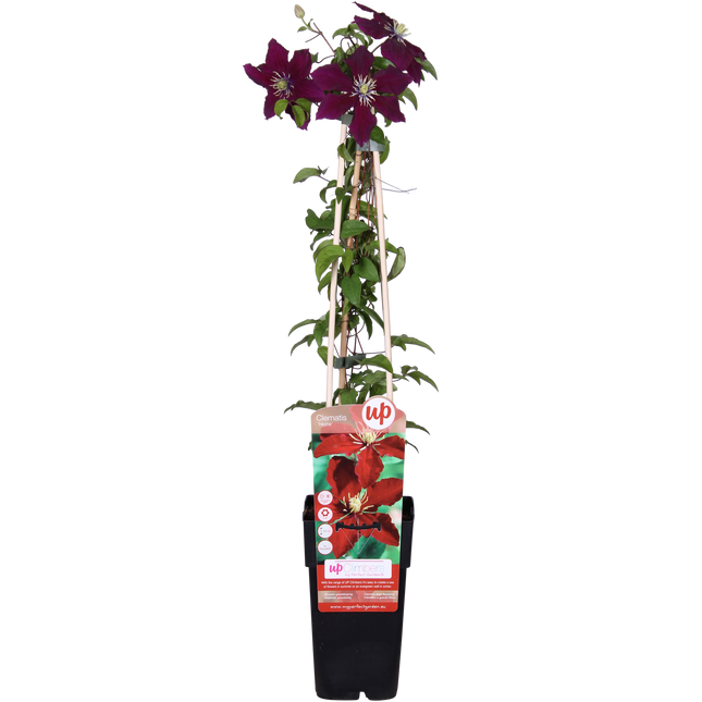 Clematis Niobe – Rote Blüten – Kletterpflanze – Ca. 65 cm hoch – Ø15 cm – Reichblühend & winterhart – Für Spalier, Zaun & Kübel
