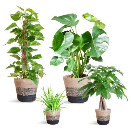 Pflegeleichter Pflanzkasten + Korb Lissabon schwarz – Ø12cm – 4 Zimmerpflanzen – Easy Plant Box – Nachhaltiger Jutekorb