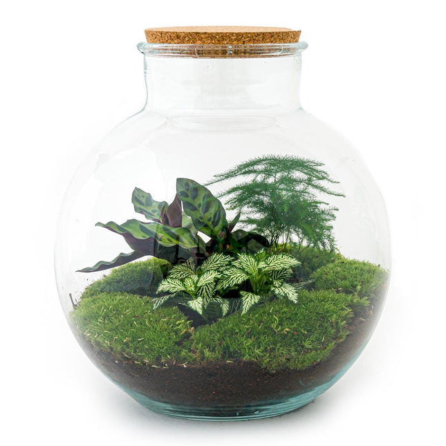 Flaschengarten DIY Bausatz Bolder Bob – Terrarium Ø31cm x H30cm – Do – It – Yourself Pflanzterrarium – Autarkes Mini – Ökosystem