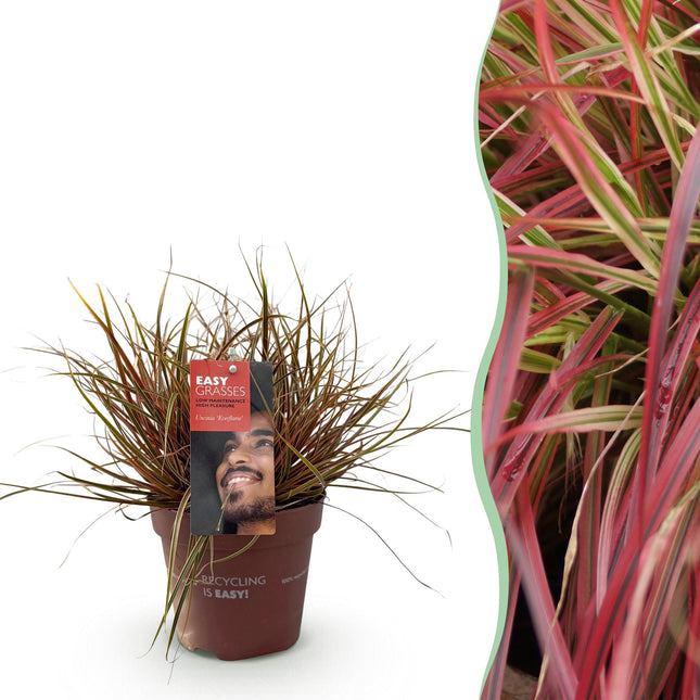 Ziergras Uncinia rubra Everflame – Mahagonigras Rot – Immergrün & winterhart – Höhe ca. 50cm – 17cm – Farbintensives Gras für Beet & Kübel