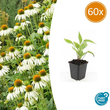 Scheinsonnenhut – Echinacea purpurea 'White Swan' – ↑10-25cm – Ø9cm – 60 Pflanzen – Weiße Blüten, pflegeleicht, bienenfreundlich, Sommerblüher