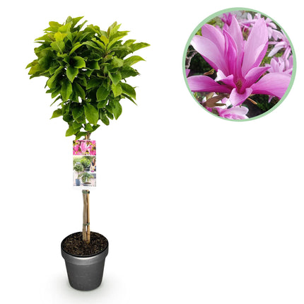 Magnolie Magnolia Susan – 19cm Höhe ca.90cm – Rosa blühend & duftend – Laubabwerfend & winterhart – Zierbaum für Beet Balkon Terrasse