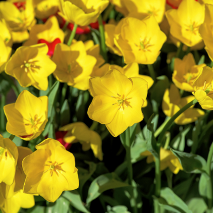 Tulpenzwiebeln 'Strong Gold' – 20 Blumenzwiebeln – Premium-Tulpen in leuchtendem Gelb – Winterharte Blumenzwiebeln aus Holland – Für Garten, Topf & Vase