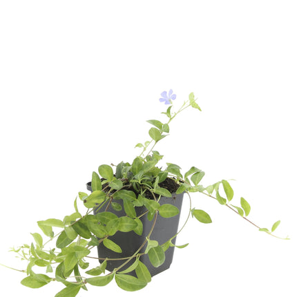 Vinca minor 'La Grave' – Immergrüner Bodendecker – Violette Blüten – 48 Pflanzen – 10–25 cm – Ø9 cm – Robuste, pflegeleichte Unterpflanzung für Garten, Beete & Steingärten – Schattentolerant
