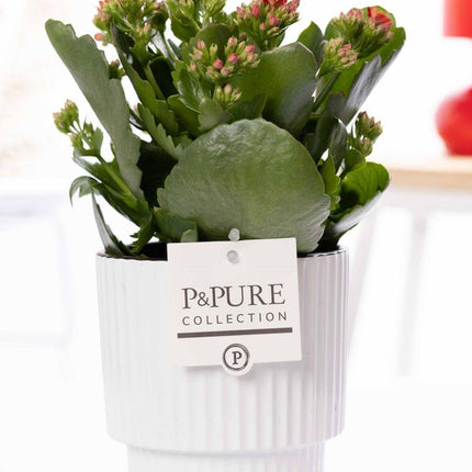 Kalanchoe Rot in Keramiktopf Glänzend Weiß – Ø12cm ↕27cm – Blühende Zimmerpflanze mit roten Blüten – Pflegeleicht & langlebig