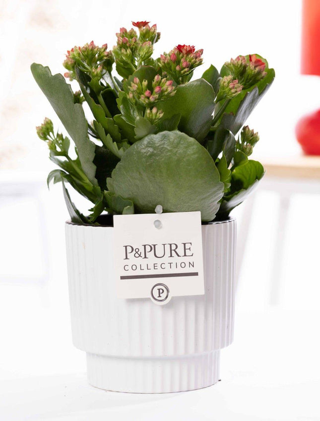 Kalanchoe Rot in Keramiktopf Glänzend Weiß – Ø12cm ↕27cm – Blühende Zimmerpflanze mit roten Blüten – Pflegeleicht & langlebig