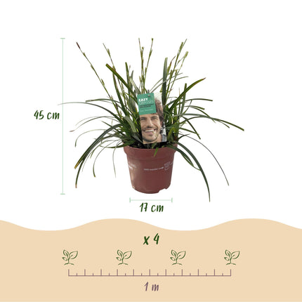 Ziergras Segge Carex oshimensis Intense Green – Intensiv Grün – Immergrün & winterhart – Höhe ca. 50cm – 17cm