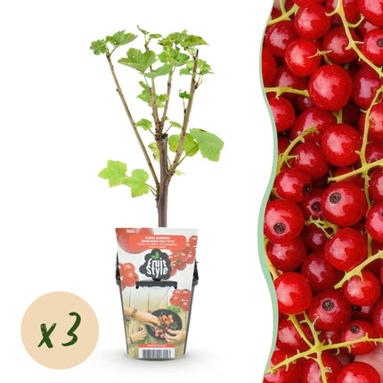 Rote Johannisbeere Ribes rubrum Jonkheer van Tets winterhart 3 Pflanzen Ø9cm Höhe30cm – Ertragreiche Johannisbeerpflanze für Garten Balkon & Terrasse