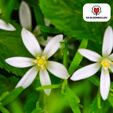 Vogelmilch (Ornithogalum) – 30 Blumenzwiebeln – weiße sternförmige Blüten – Frühlingsblumenzwiebeln – ideal für Rabatten & Naturgärten