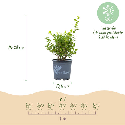 BetterBuxus Babylon Beauty Heckenpflanzen – 14 Pflanzen für 2lfm Hecke – 25-30cm Höhe – 10,5cm