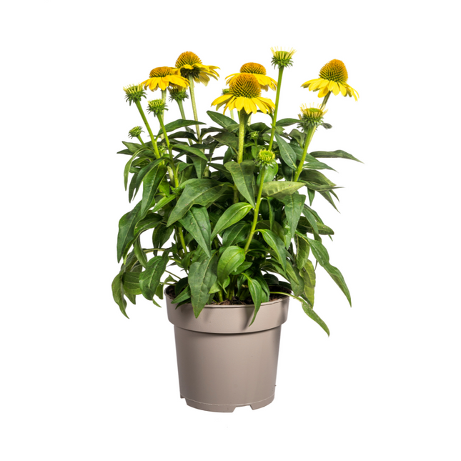 Echinacea purpurea Yellow – Gelber Sonnenhut – Ø 19 cm – Höhe 60–70 cm – Leuchtend gelbe Blüten – Für Beet & Staudenrabatte – Sonniger Standort – Pflegeleicht