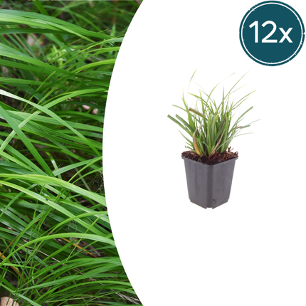 Japan – Segge Carex morrowii – 12 Pflanzen – Immergrünes Ziergras für Schatten & Halbschatten – Bodendecker für Beet & Garten – 10-25cm – Ø9cm
