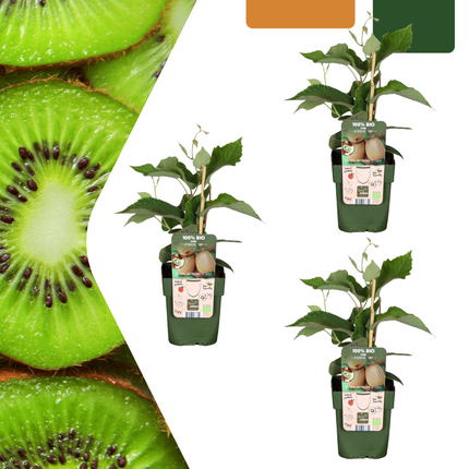 Bio Kiwi – Actinidia deliciosa – Ø13cm – ↨20cm – 3 Pflanzen – Selbstbestäubende Kiwi-Pflanzen – Für Garten, Terrasse & Balkon – Obst zum Selberziehen