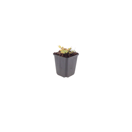 Geranium sanguineum Max Frei – 6 Pflanzen Ø9cm – Höhe 10-25cm – Karminrote Blütenstaude für sonnige Beete & Steingarten – Winterhart pflegeleicht