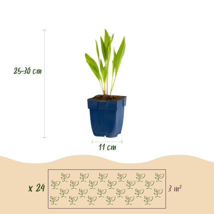 Staudenset Bienen- & Schmetterlingsfreundlich – 24 Stauden – Für 3 m² – Bunte Blütenpracht – Pflegeleicht – Ø11cm – Biodiverser Garten