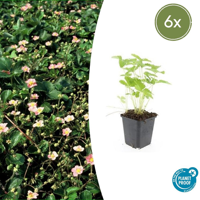 Wald – Erdbeere – Fragaria vesca – ↑10-25cm – Ø9cm – 6 Pflanzen – Bodendecker & Früchte, pflegeleicht, süße essbare Beeren