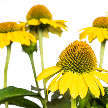 Echinacea purpurea Yellow – Gelber Sonnenhut – Ø 19 cm – Höhe 60–70 cm – Leuchtend gelbe Blüten – Für Beet & Staudenrabatte – Sonniger Standort – Pflegeleicht