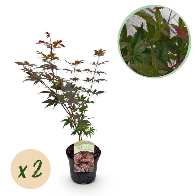 Japanischer Ahorn – Acer palmatum 'Atropurpureum' – 2 Pflanzen – ca. 70 cm hoch – Ø19 cm – tief lila Blätter – Balkon- & Gartenpflanze
