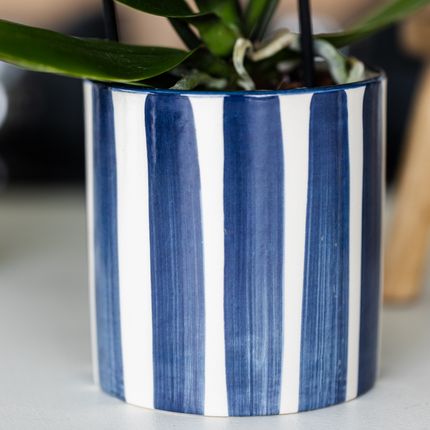 Pflanzenset Mediterranean Sunset – Weiße Phalaenopsis Orchidee Lausanne & Sukkulenten – 3 Pflanzen mit Keramik-Ziertöpfen – Inklusive Tablett – Mediterraner Stil