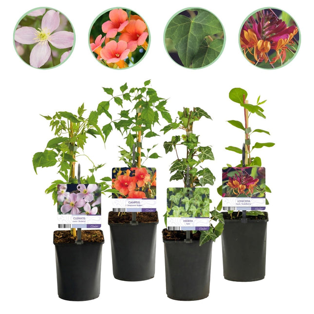 Kletterpflanzen – Set Rainbow – 4 Pflanzen – Clematis montana Rubens, Hedera helix, Lonicera Goldflame, Campsis Madame Galen – Ø11cm – Höhe ca. 40cm