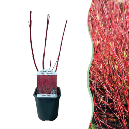 Rotholz-Hartriegel – Cornus alba 'Sibirica' – Ø17cm – ca. 45cm hoch – Zierstrauch mit roten Zweigen – Winterhart & pflegeleicht – Für Hecken & Einzelstellung – Bienenfreundlich