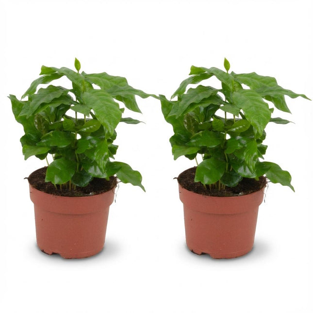 Kaffeepflanze Coffea Arabica – 2 Pflanzen – Ø12cm – Höhe ca.25cm – Tropische Zimmerpflanze mit glänzenden Blättern – Kaffeebaum für Wohnraum & Büro