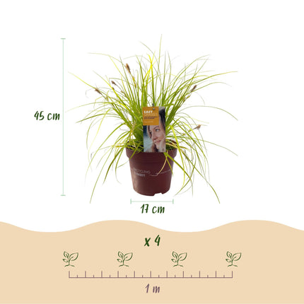 Ziergras Segge Carex oshimensis Everillo – Leuchtend Gelb – Immergrün & winterhart – Höhe ca. 50cm – 17cm – Farbintensives Gras für Beet & Kübel