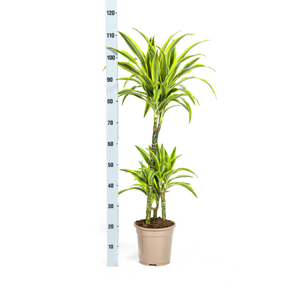 Drachenbaum Dracaena Deremensis Lemon Lime – Zimmerpflanze – Ø21cm – 90-110cm hoch – Schlanke grüne Blätter mit hellgrünem Rand – Pflegeleicht & dekorativ