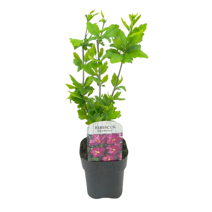 Garteneibisch Hibiscus syriacus Woodbridge – Strauch – Blüte Rosa – Laubabwerfend – Pflegeleicht – 17cm Höhe 45cm – Für Garten & Terrasse