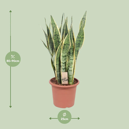 Bogenhanf – Sansevieria Trifasciata Laurentii – Ø25cm x ↕85cm – Schwiegermutterzunge mit gelb gerandeten Blättern – Luftreinigende & pflegeleichte Zimmerpflanze für Wohnzimmer & Büro