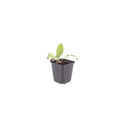 Kugeldistel Echinops ritro – 60 Pflanzen – Blaue Blütenkugeln – 10-25cm – Ø9cm – Trockenheitsresistente Staude für sonnige Beete