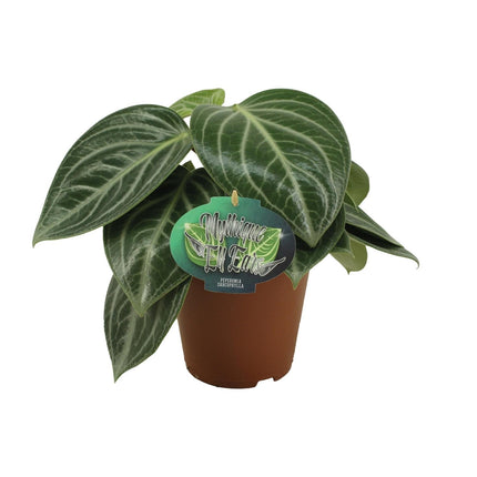Zwergpfeffer Peperomia Sarcophylla – Zimmerpflanze – Einzigartige Blattmuster – Ø15cm – Höhe 25cm – Pflegeleicht