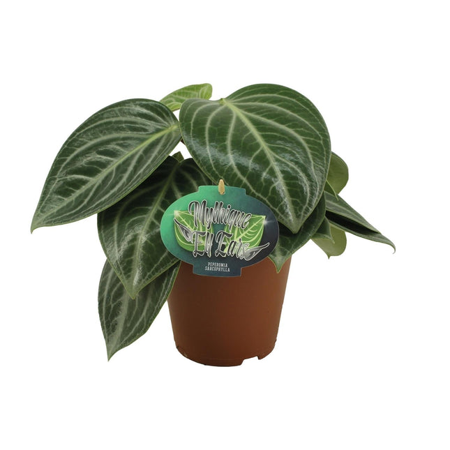 Zwergpfeffer Peperomia Sarcophylla – Zimmerpflanze – Einzigartige Blattmuster – Ø15cm – Höhe 25cm – Pflegeleicht