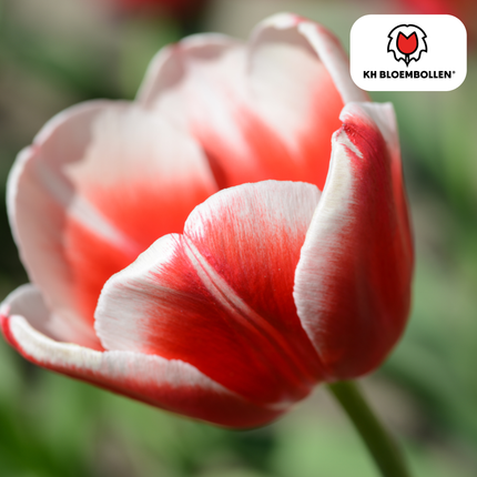 Tulpenzwiebeln Candy Apple Delight – 20 Blumenzwiebeln – Rot-weiße Tulpen – Frühlingstulpen für Garten & Topf – Frisch vom Züchter