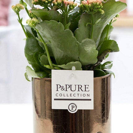 Kalanchoe Rosa in Keramiktopf Goldbronze – Ø12cm ↕27cm – Blühende Zimmerpflanze mit rosa Blüten – Pflegeleicht & langlebig