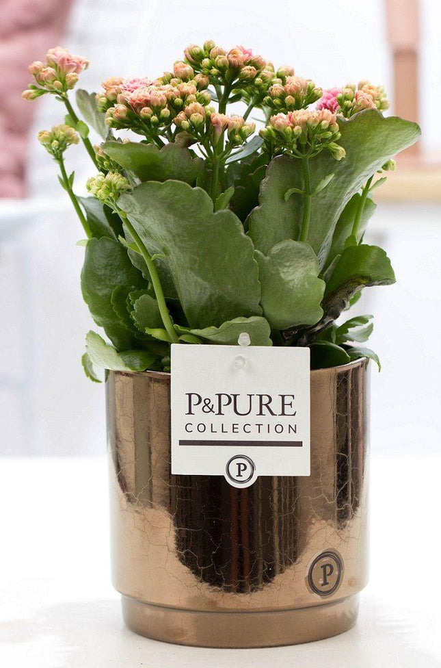 Kalanchoe Rosa in Keramiktopf Goldbronze – Ø12cm ↕27cm – Blühende Zimmerpflanze mit rosa Blüten – Pflegeleicht & langlebig