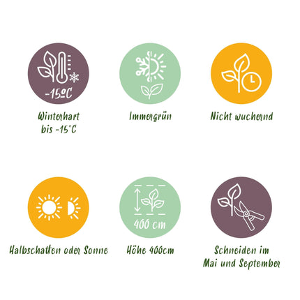 Ovalblättriger Liguster Ligustrum ovalifolium – Immergrüne Heckenpflanzen – 8 Pflanzen – 1m – 9cm Höhe 35-40cm – Grün – Pflegeleicht